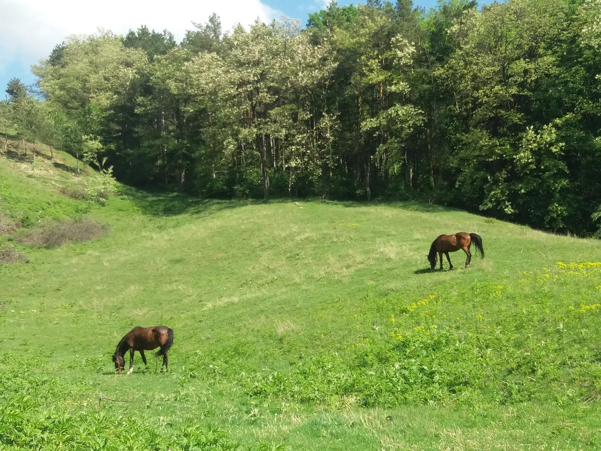 Casa Irina Villa Piatra Neamt Bagian luar foto